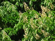 08 Fioriti gli ippocastani (Aesculus Hippocastanum)